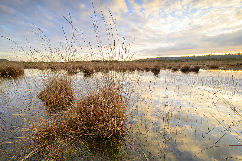 冬天黄昏时分，在Veluwe, Renderklippen沼地上的湖